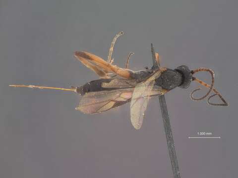 Image of Orgilus mimicus Muesebeck 1970