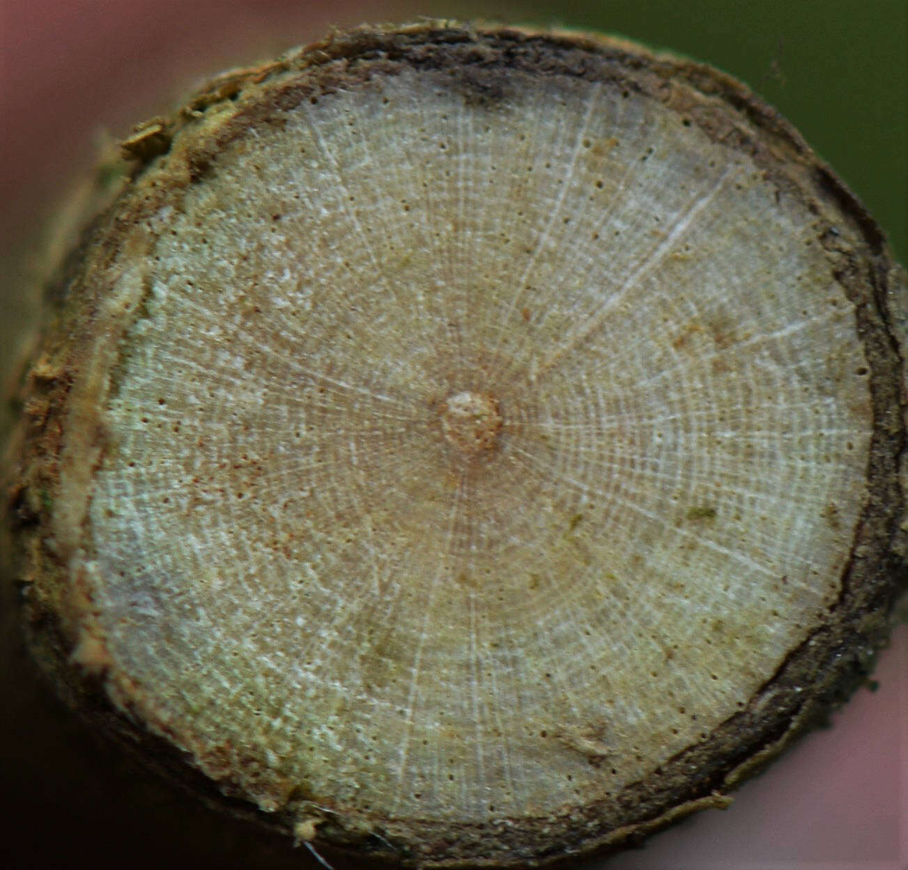 Image of Paullinia bilobulata Radlk.