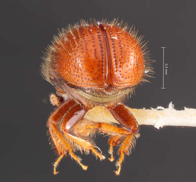 Image of Conophthorus edulis Hopkins 1915