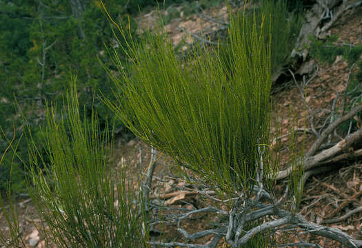 Imagem de Ephedra viridis Coville