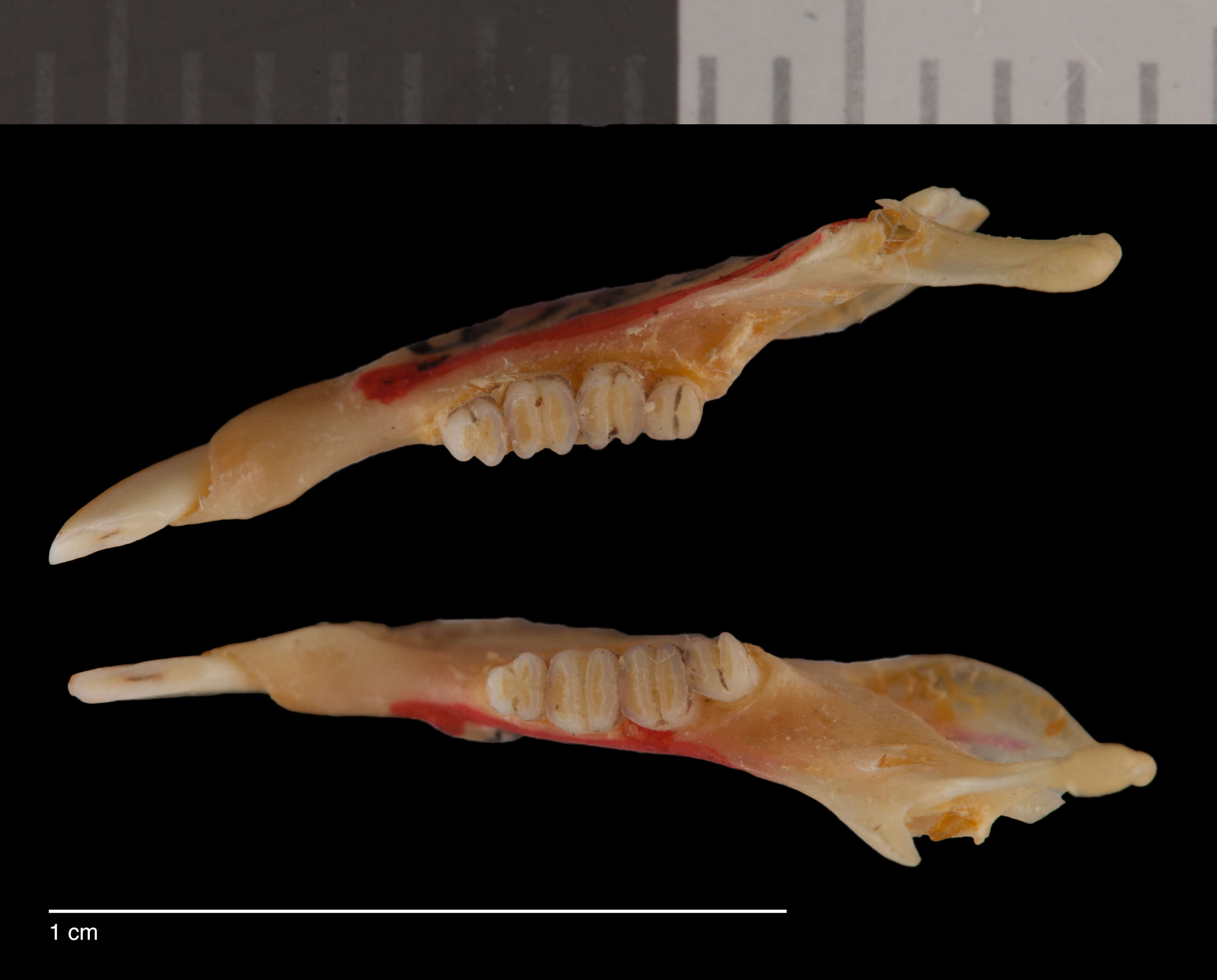 Image of Chaetodipus baileyi insularis Townsend 1912