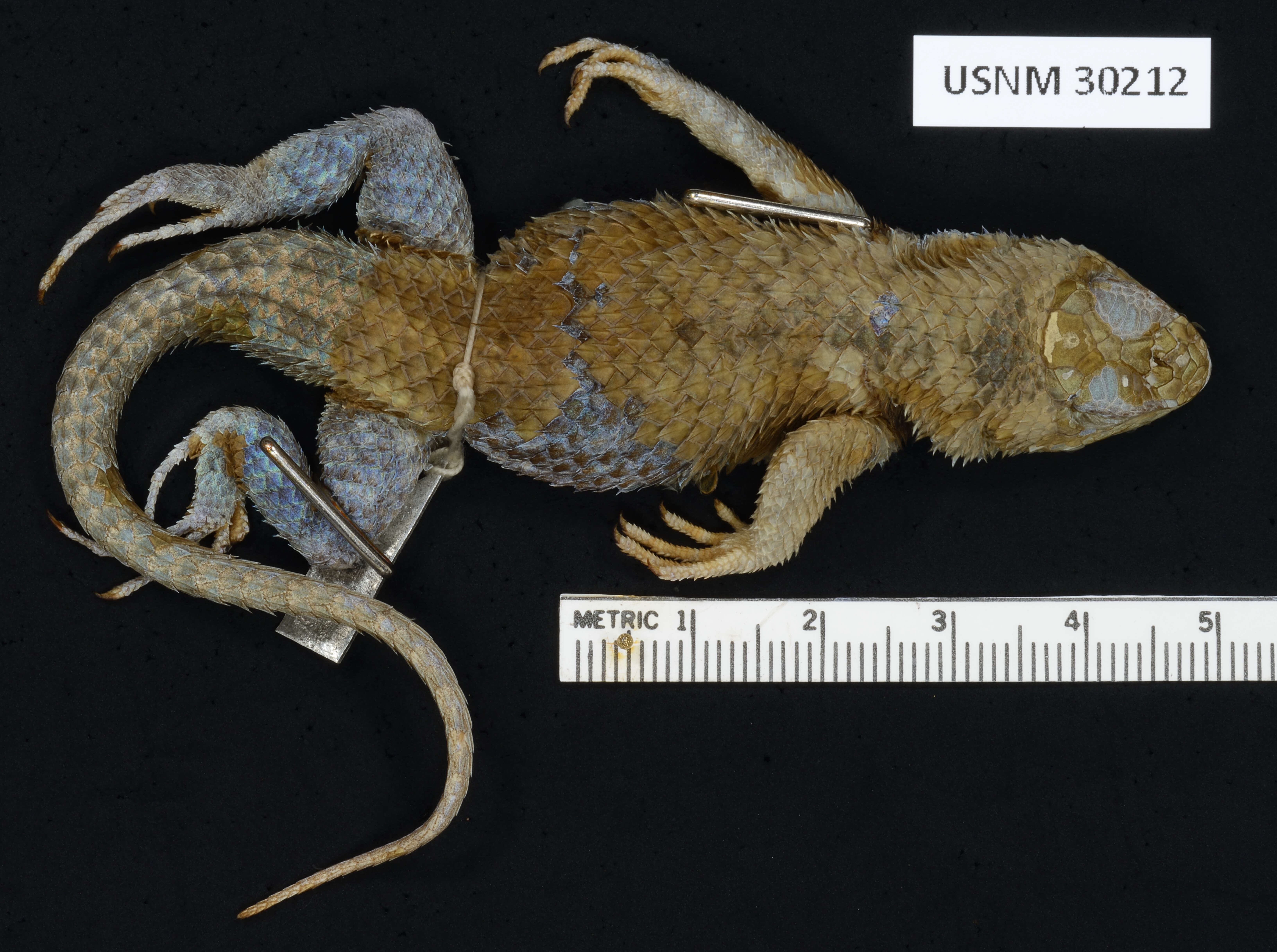 Image of Sceloporus formosus Wiegmann 1834