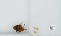 Слика од Bombus sonorus Say 1837