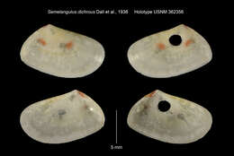 Image of Semelangulus fijiensis (G. B. Sowerby II 1868)