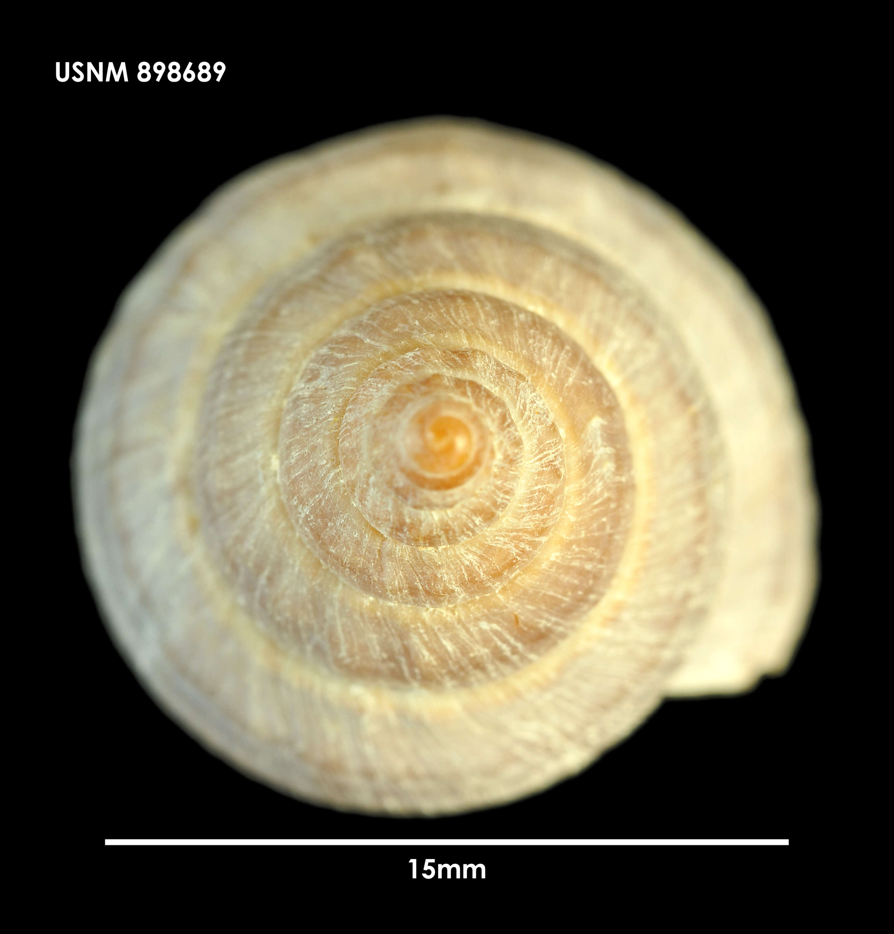 Image of Buccinulum pertinax pertinax