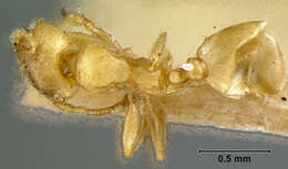 Image of Pheidole chalca Wheeler 1914