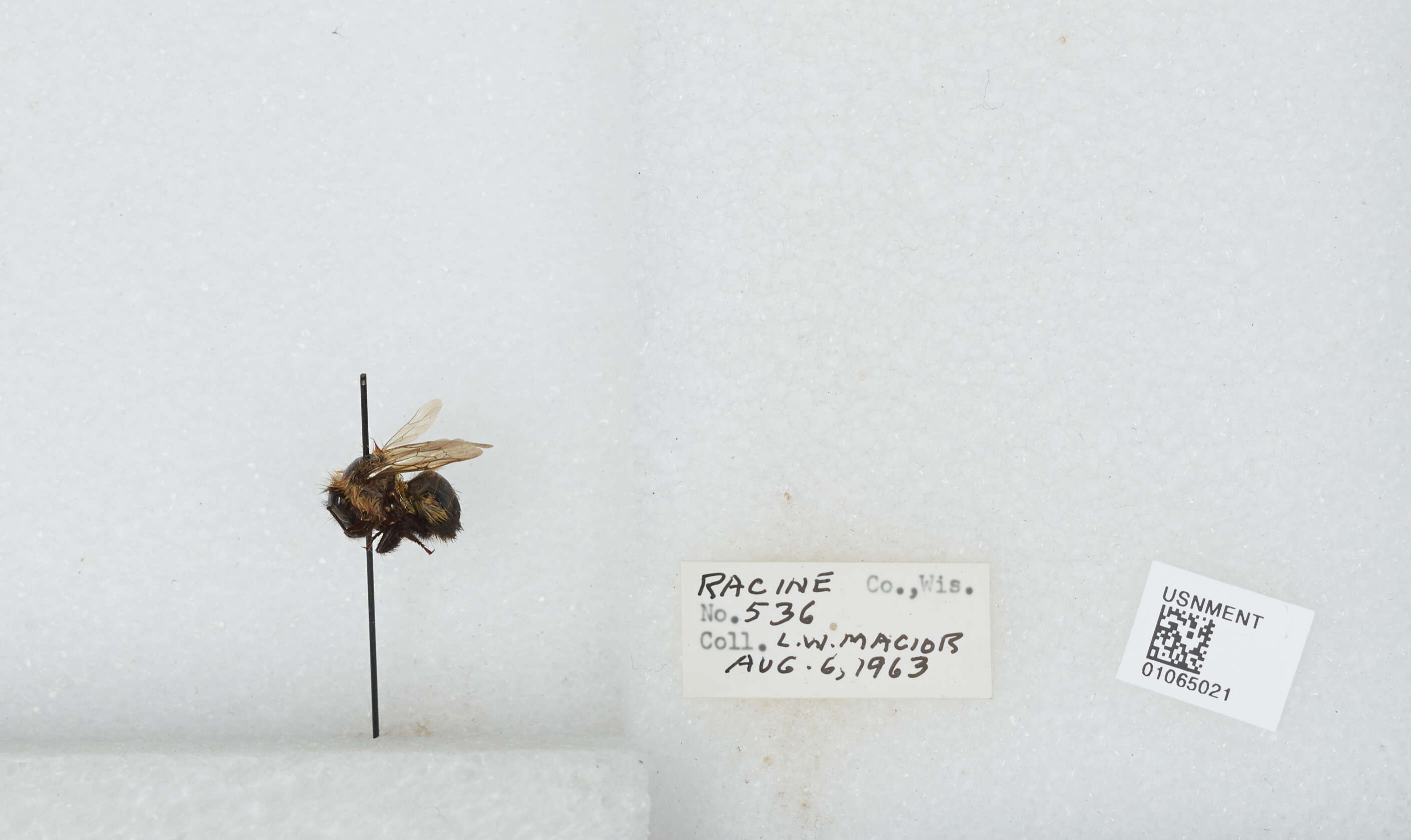 Слика од Bombus affinis Cresson 1864