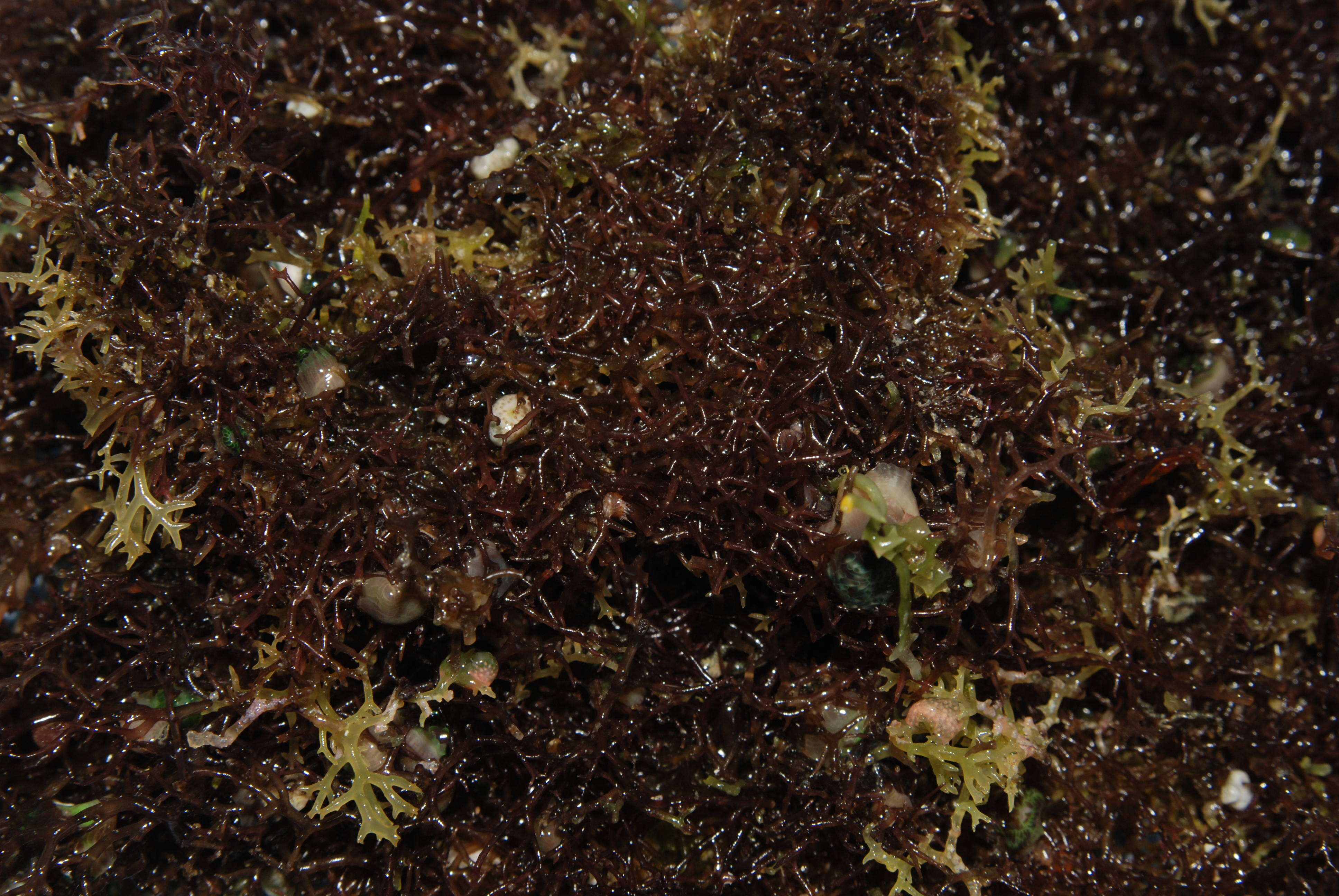 Image of Red algae