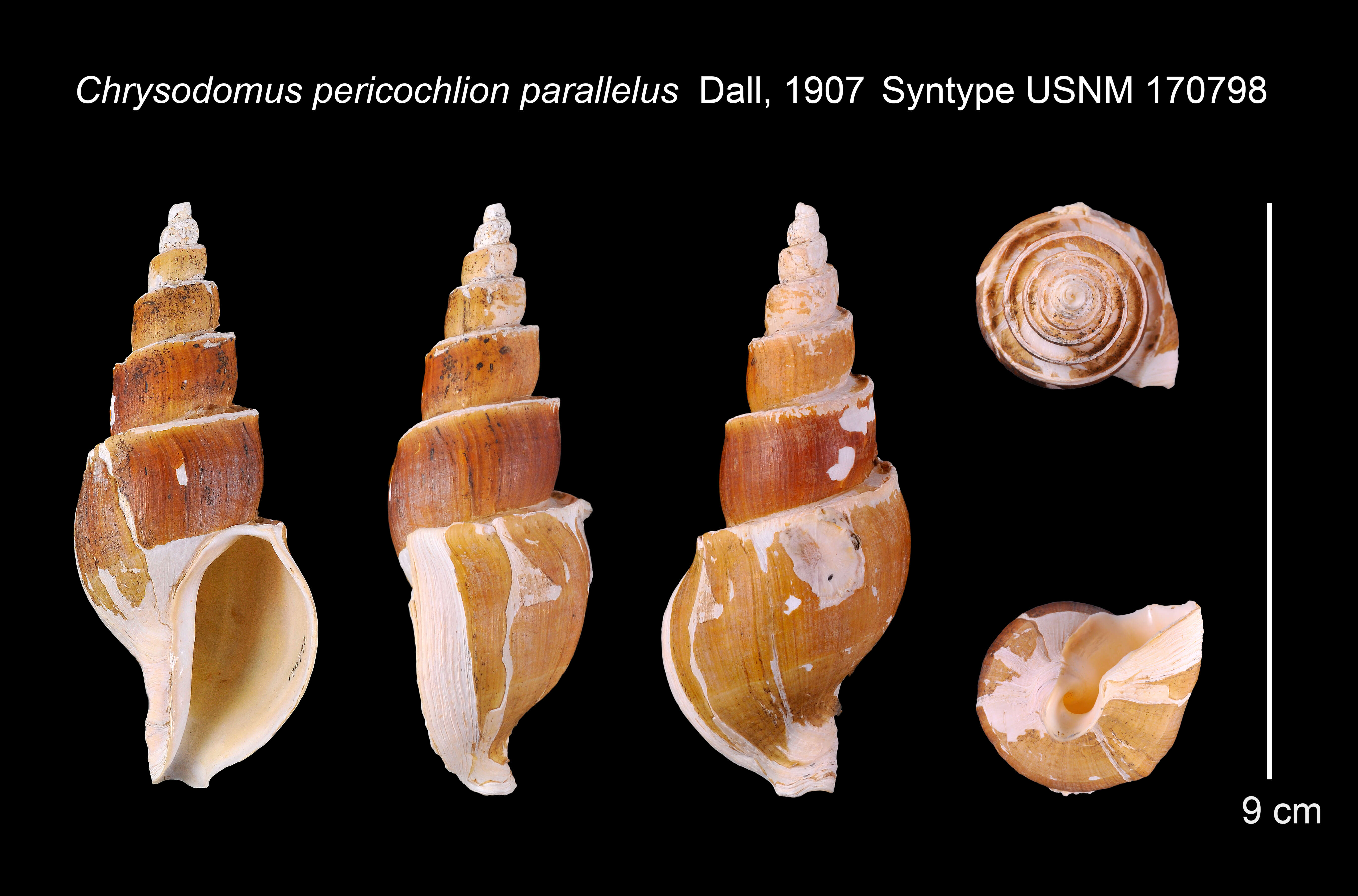 Chrysodomus Swainson 1840 resmi