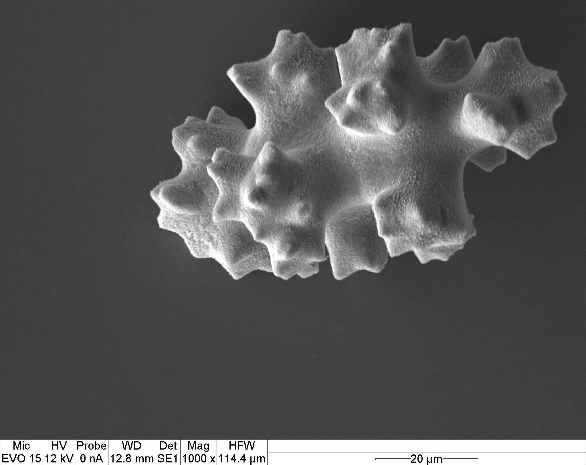 Image of Pleurocorallium porcellanum (Pasternak 1981)