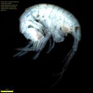 Image of Amphipoda