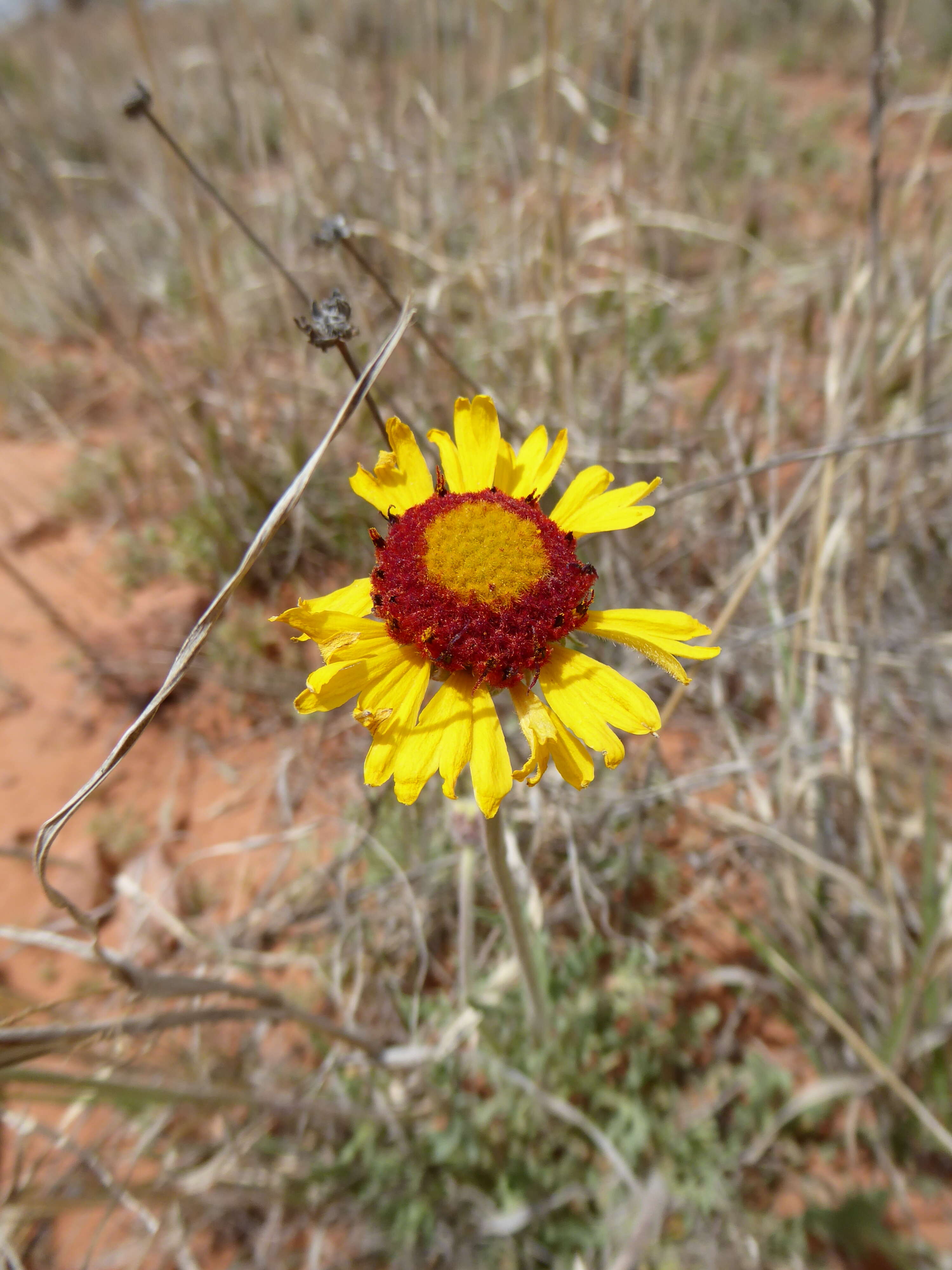 Image de Gaillardia Foug.