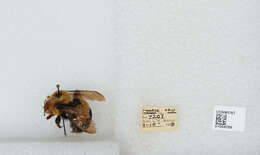 Слика од Bombus affinis Cresson 1864