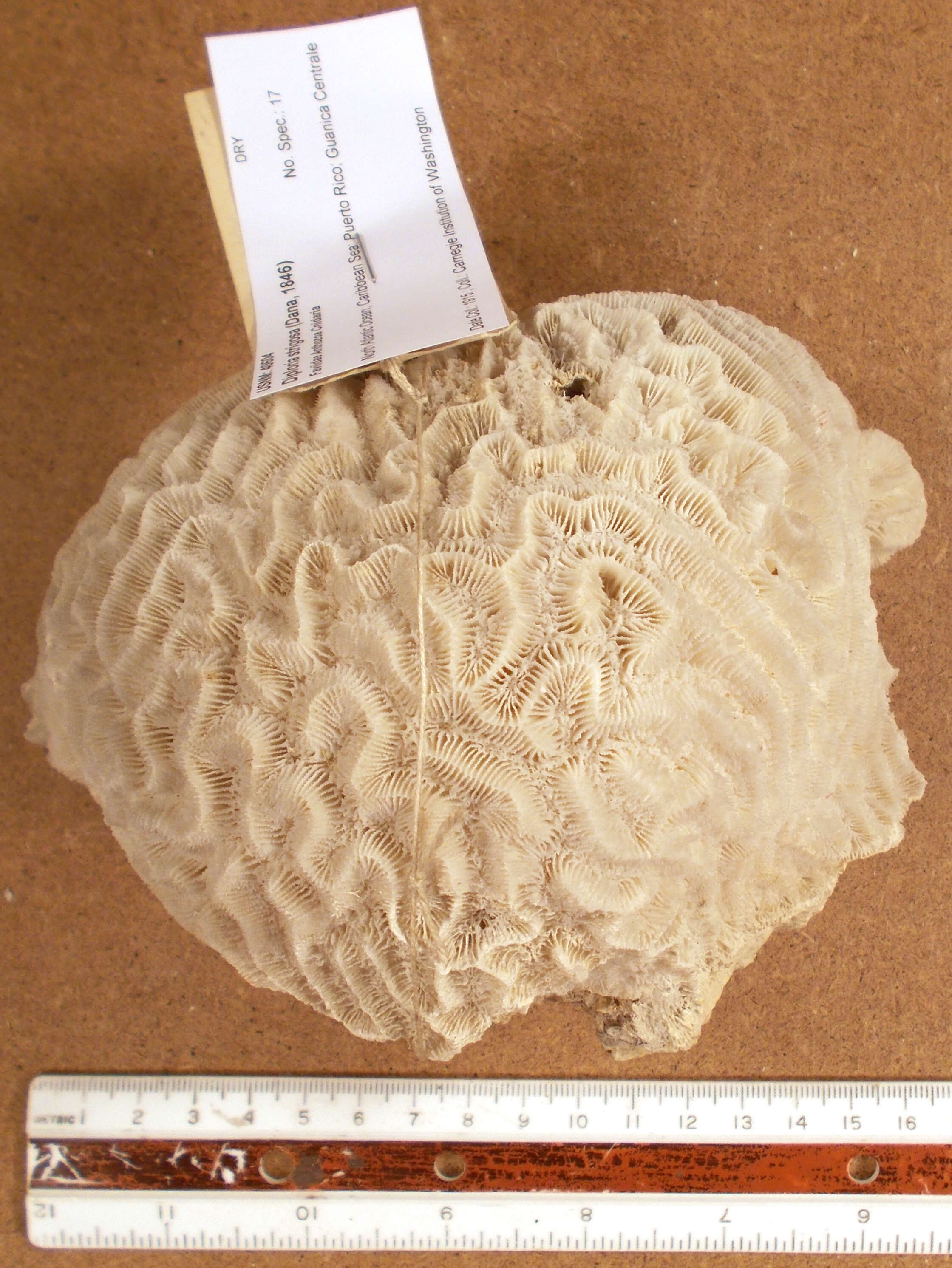 Image of Thin finger coral