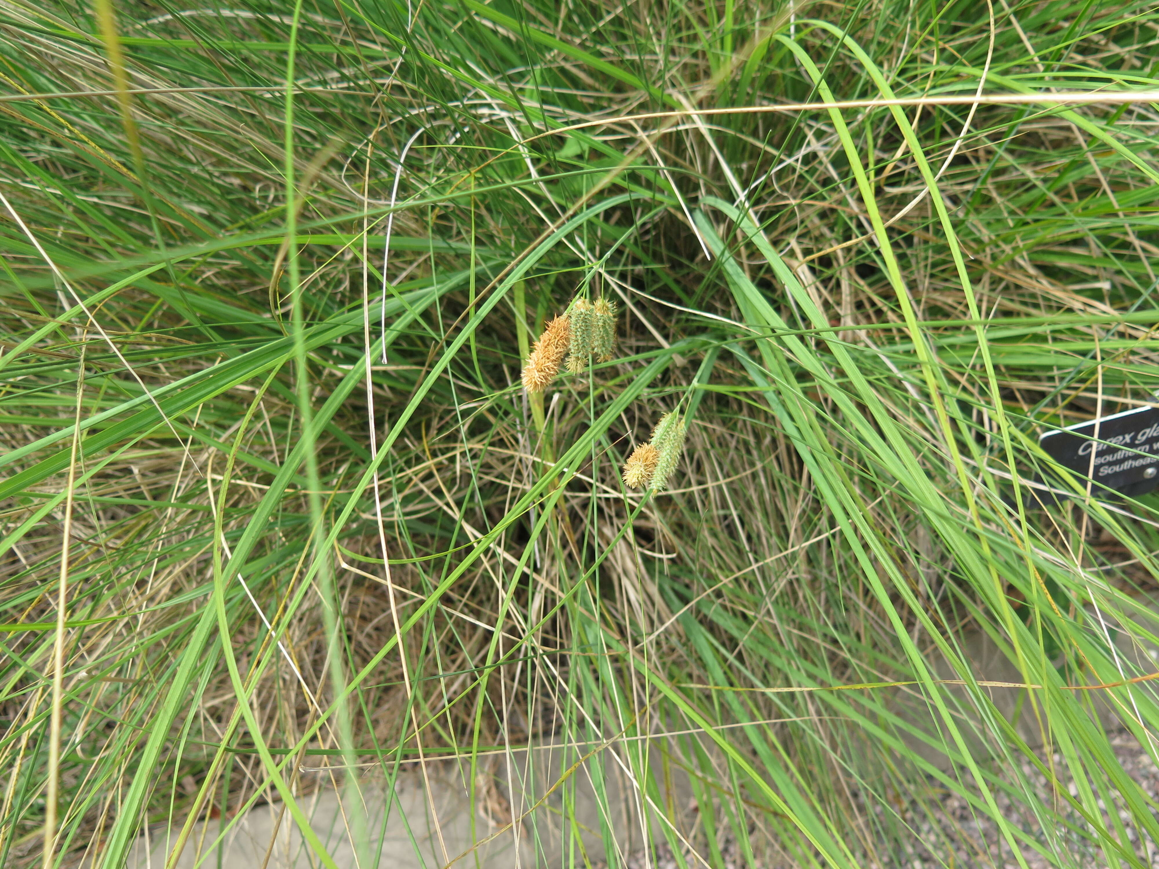 Image of southern waxy sedge