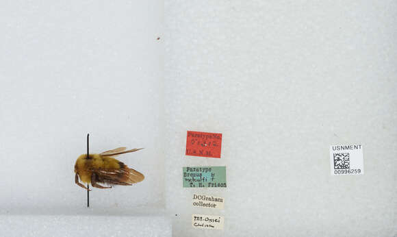 Image of Bombus braccatus Friese 1905