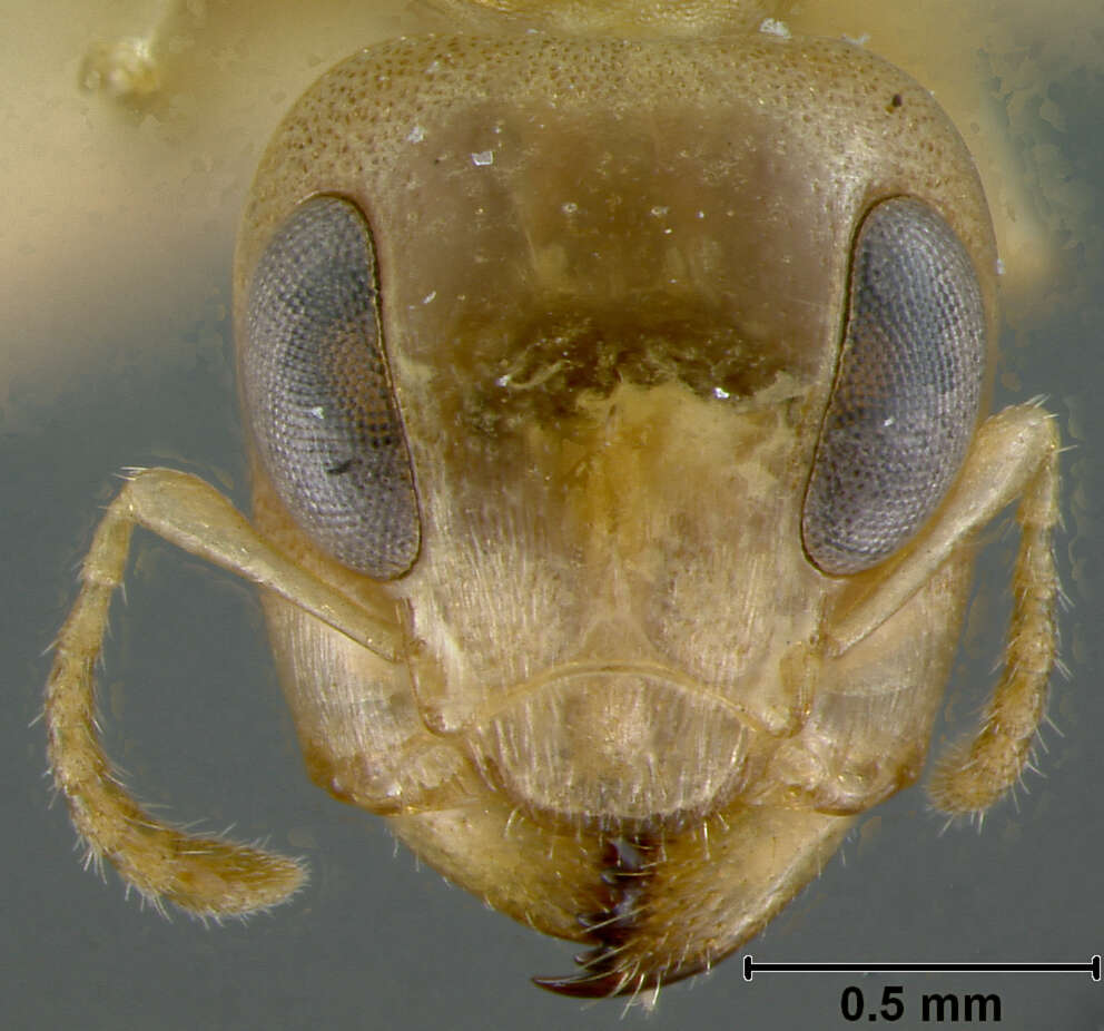 Image of Gesomyrmex luzonensis (Wheeler 1916)