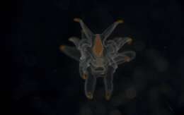 Image of Astropectinidae