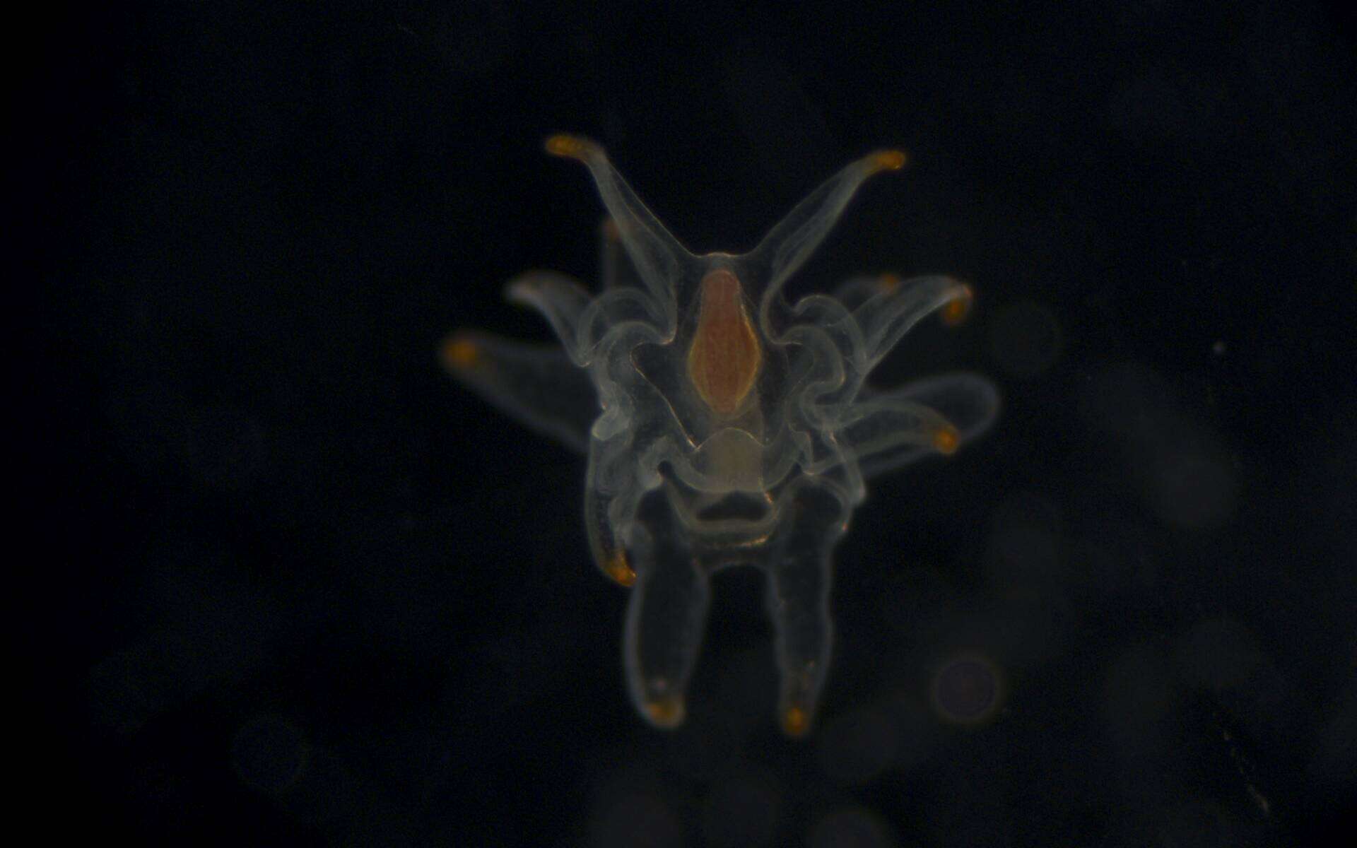 Image of Astropectinidae