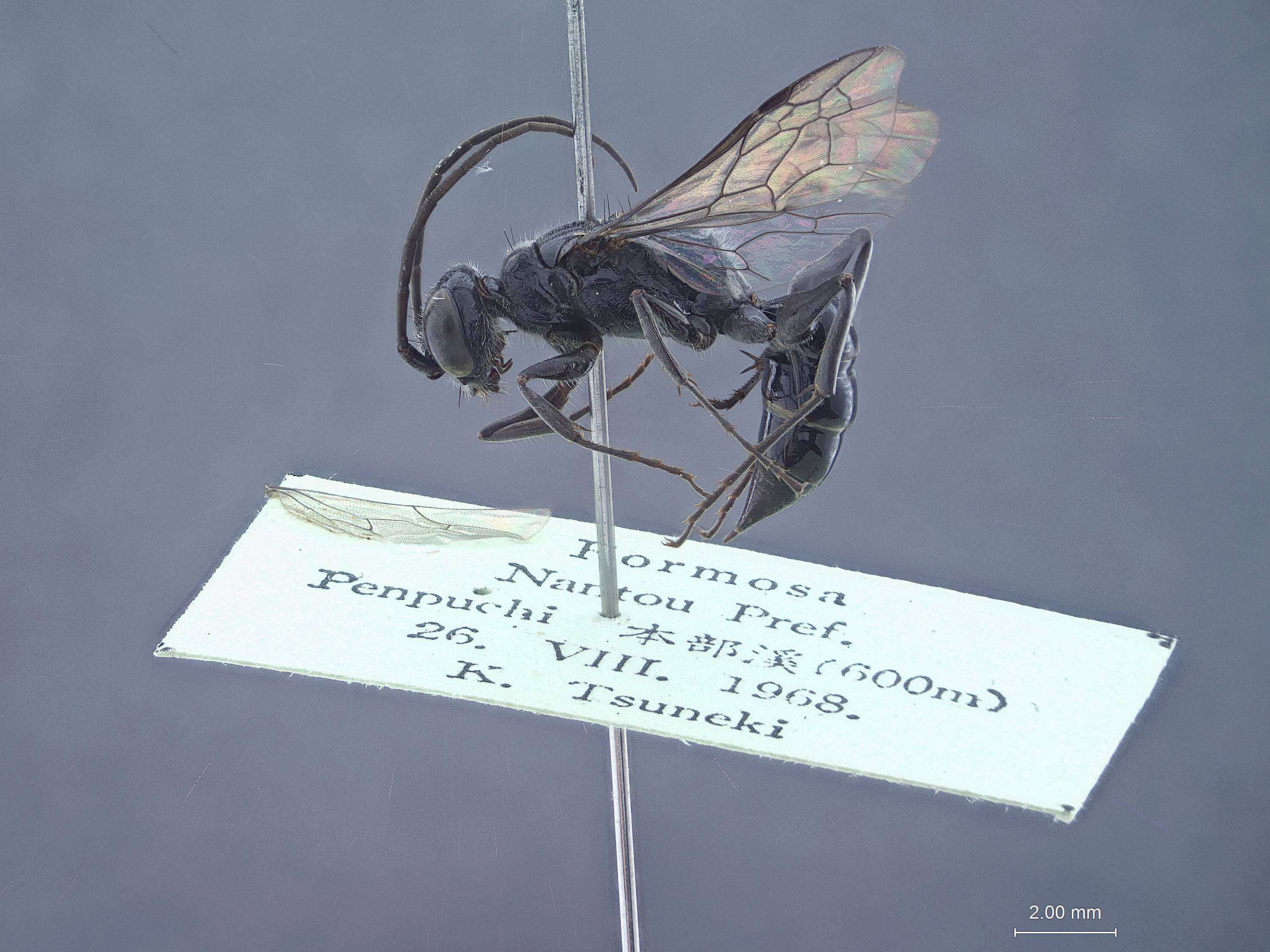 Image of Dolichurus pempuchiensis Tsuneki 1972