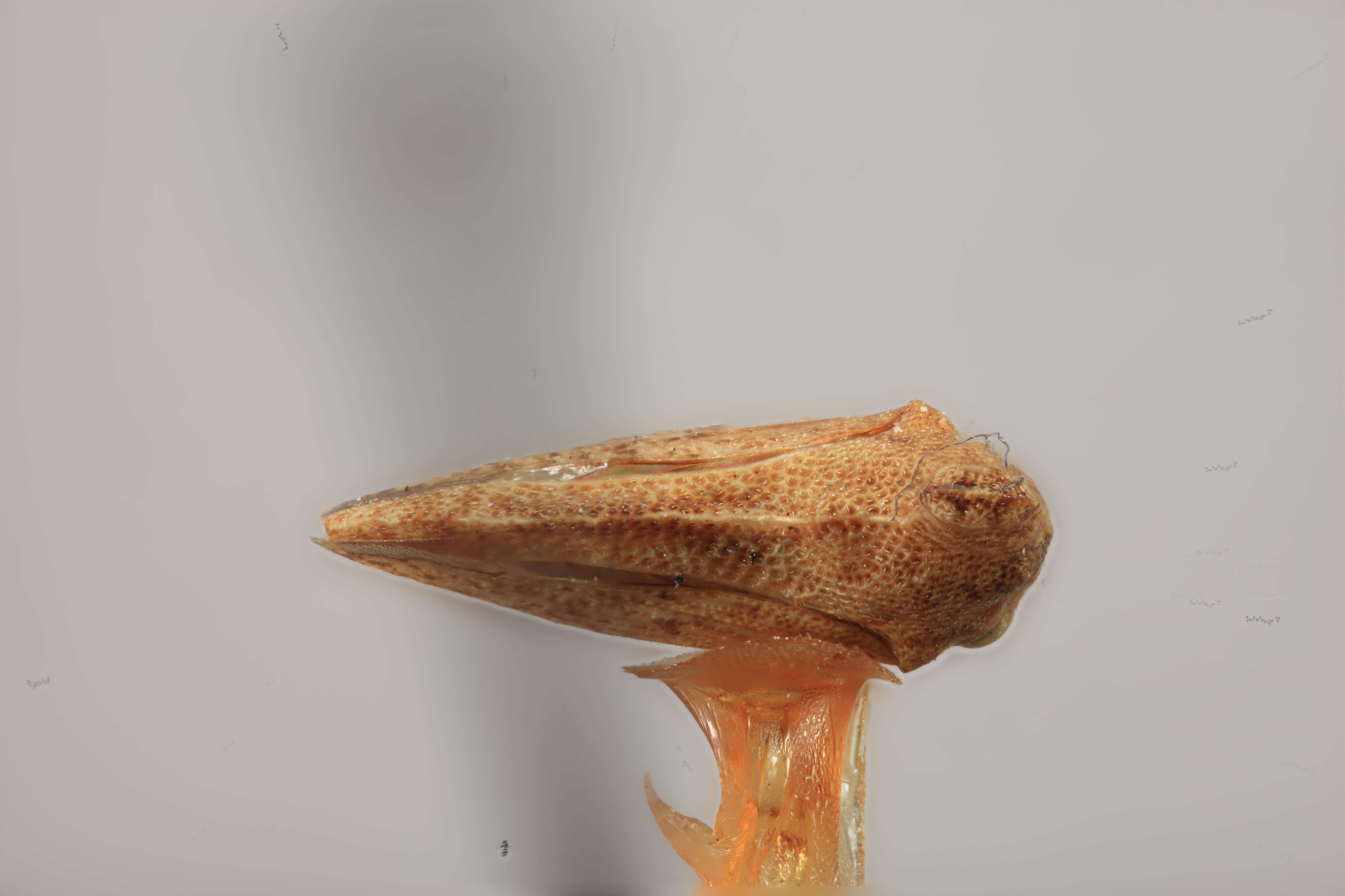 Image of Hypsoprora caldwelli Plummer