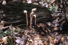 Image of Indian Pipe