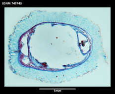 Image of Dorymenia tetradoryata Salvini-Plawen 1978