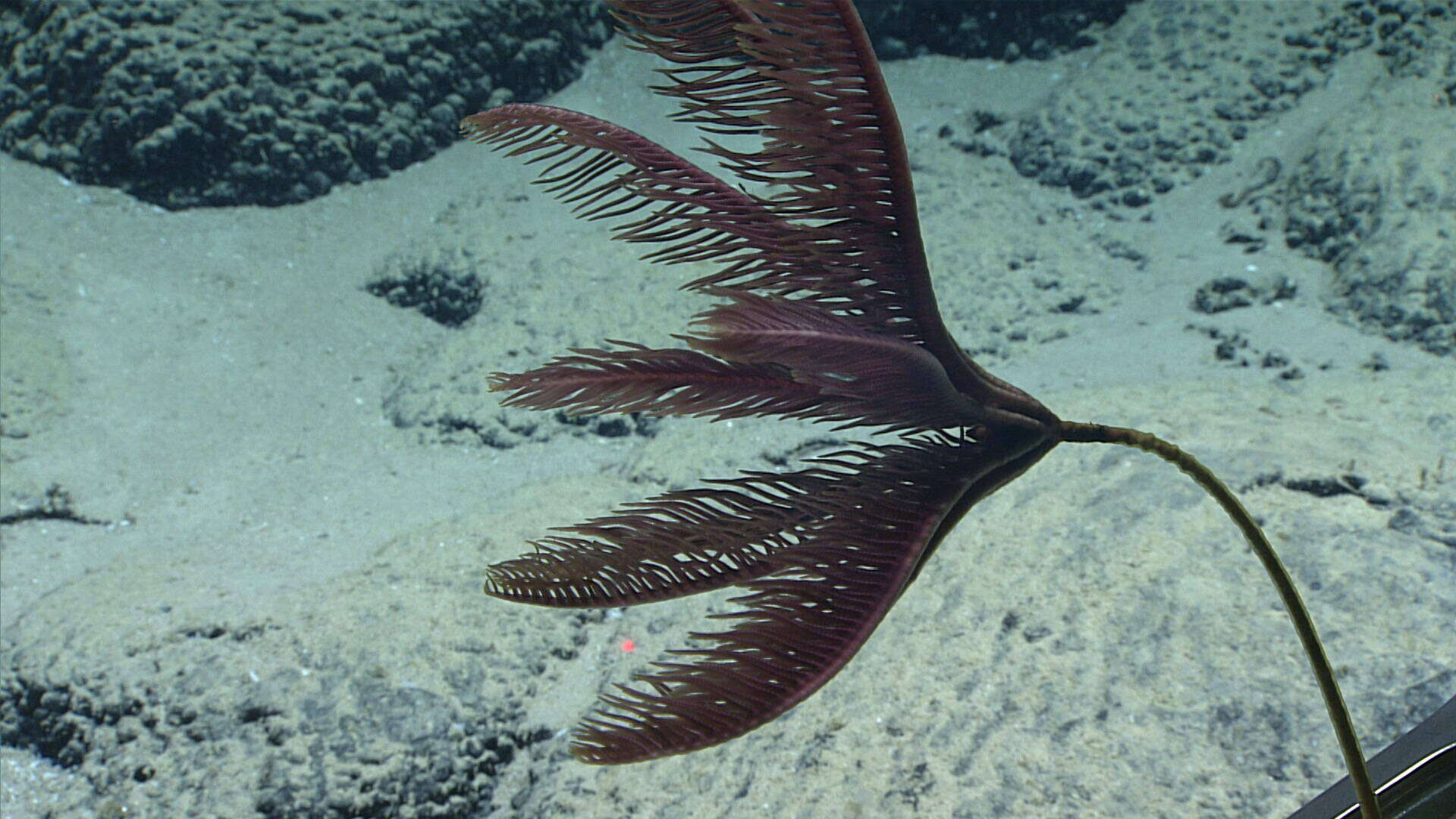 Image of Bathycrinidae