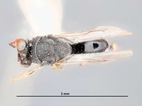 Image of Brachymeria thracis (Crawford 1911)