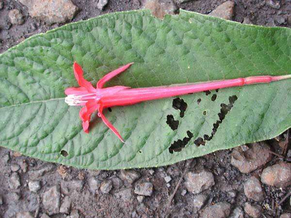 Image of Bolivian fuchsia