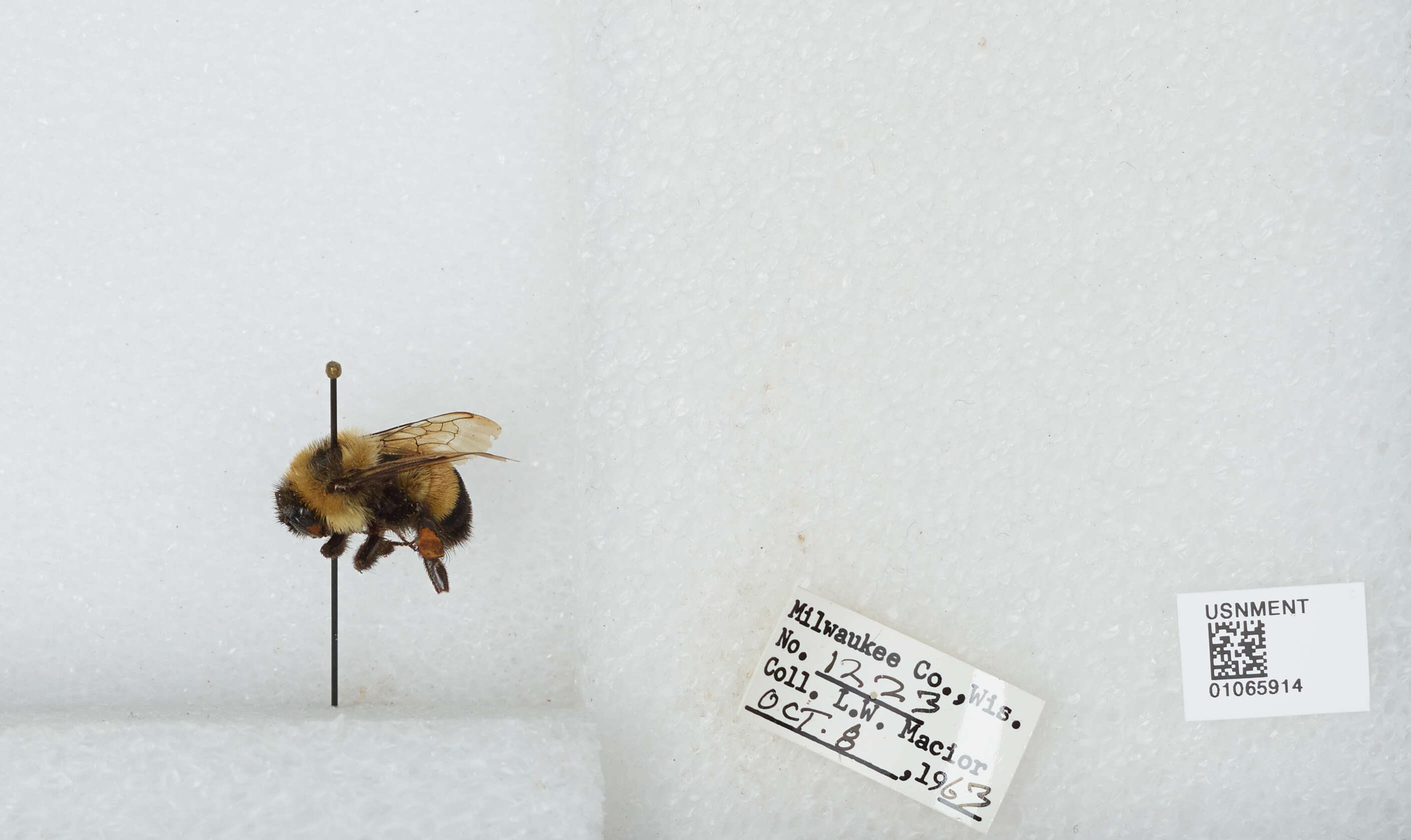 Слика од Bombus affinis Cresson 1864