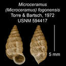 Imagem de Microceramus fogonensis C. Torre & Bartsch 2008