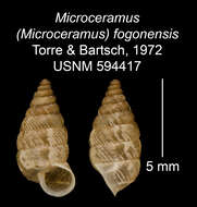 Imagem de Microceramus fogonensis C. Torre & Bartsch 2008