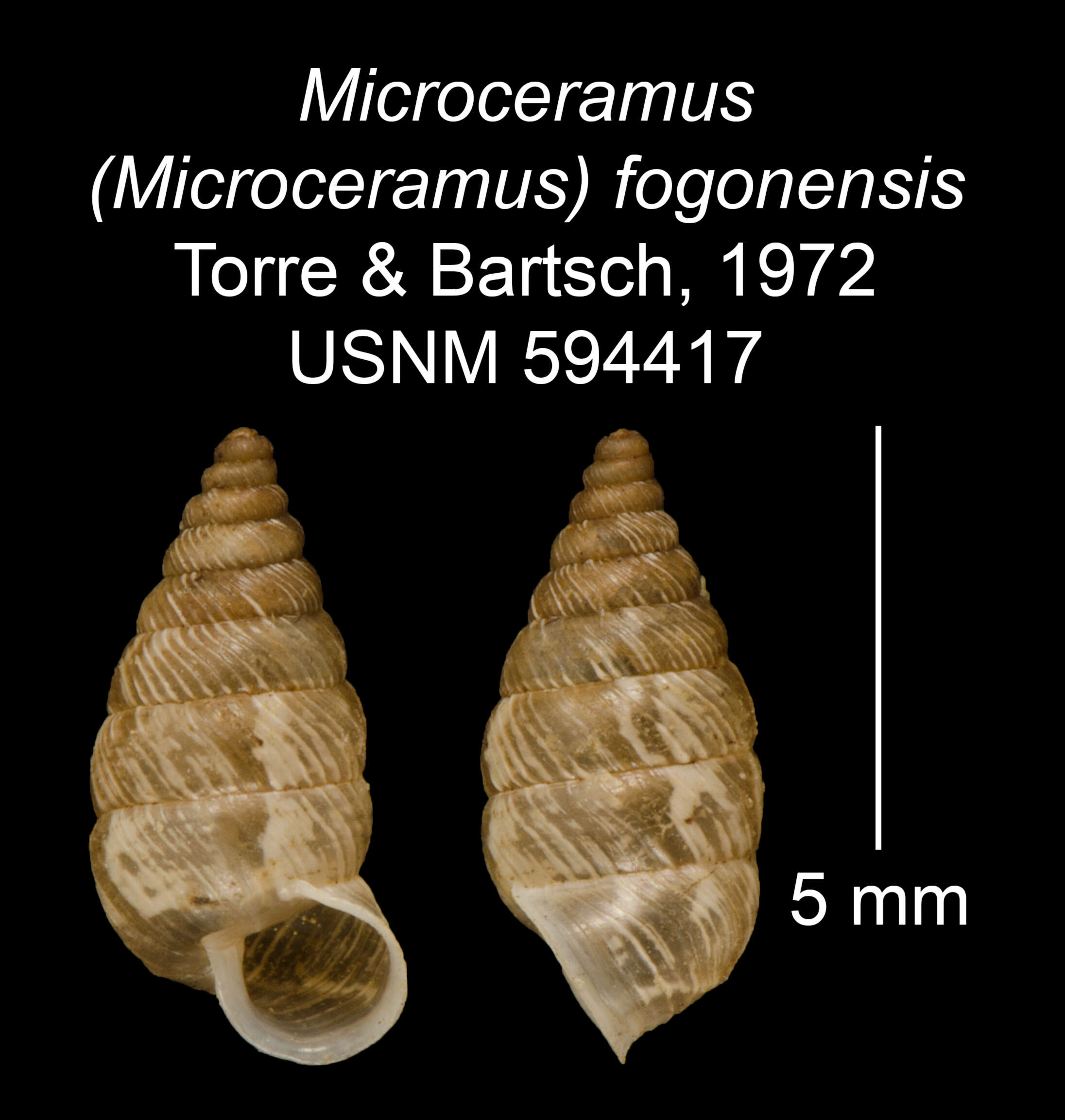 Imagem de Microceramus fogonensis C. Torre & Bartsch 2008