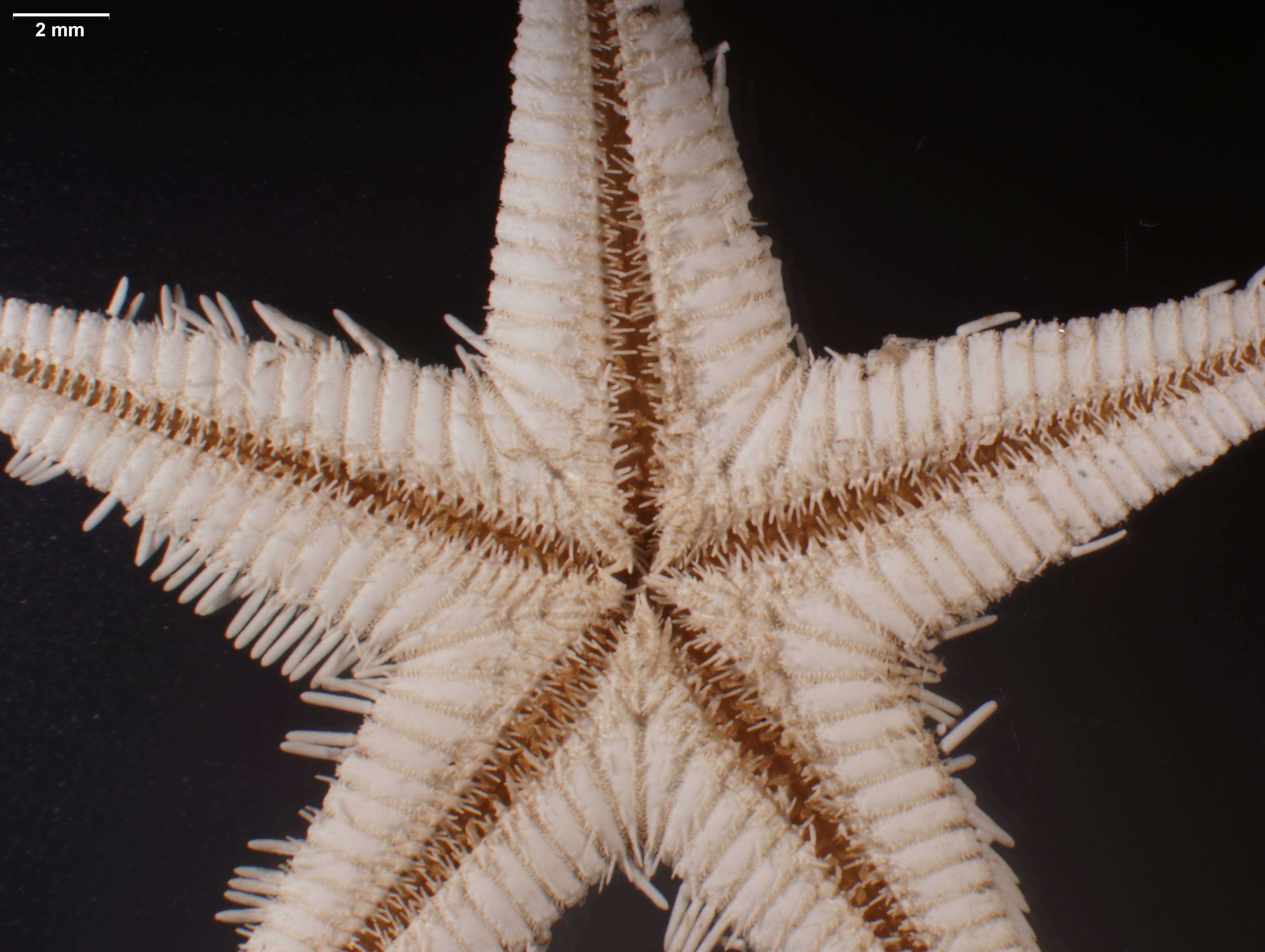 Image of Astropecten marginatus Gray 1840