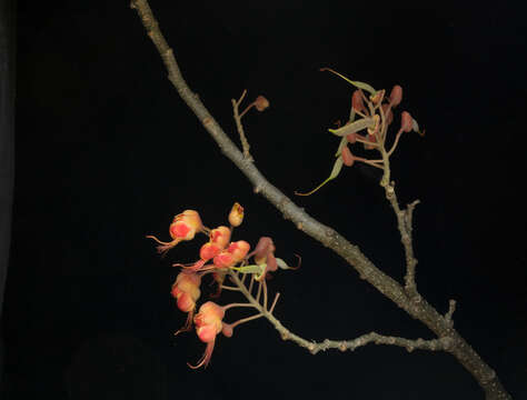 Image of Caesalpinia exostemma DC.