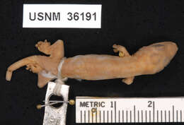 Image of MacGregor's Wolf Gecko