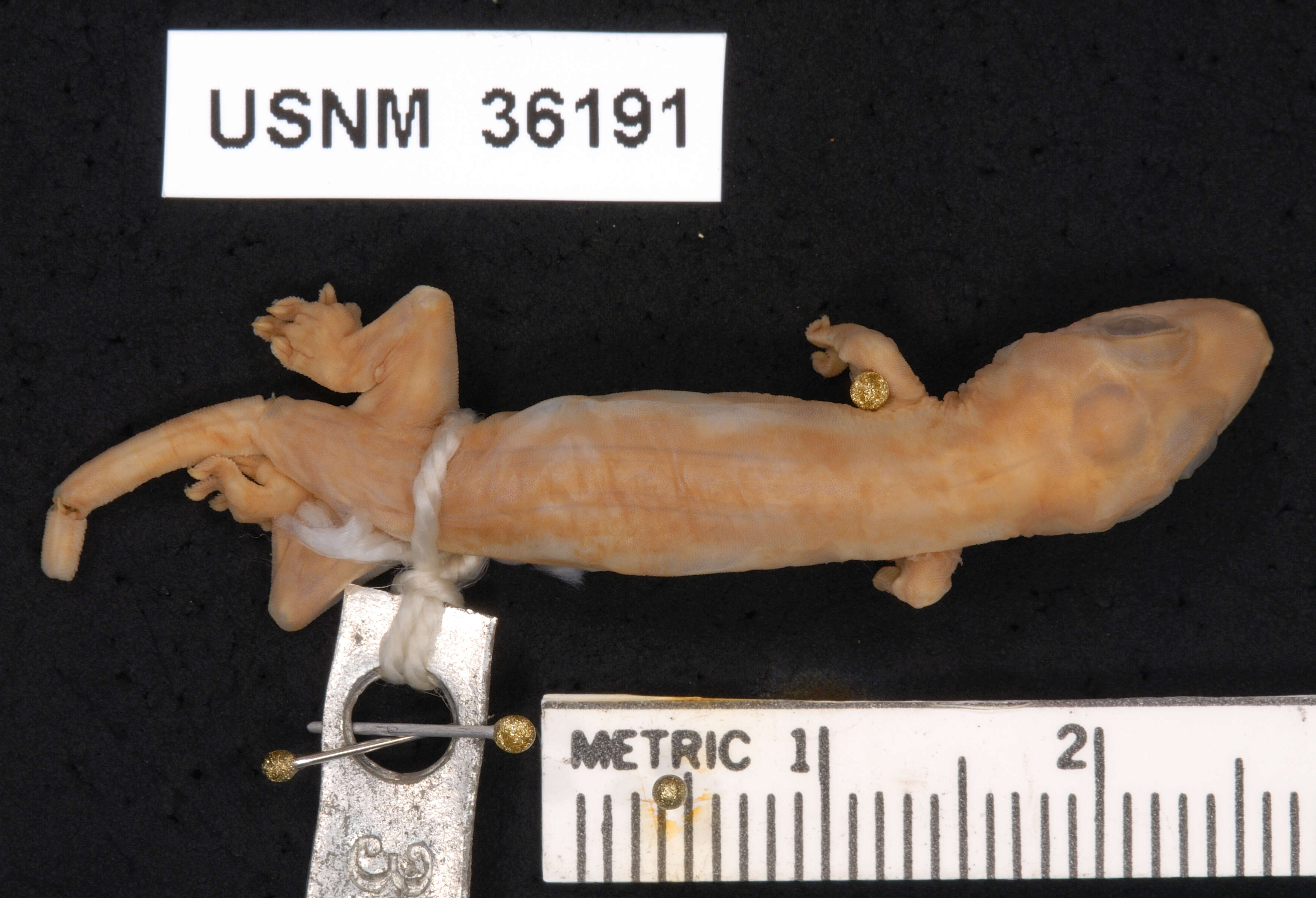 Image of MacGregor's Wolf Gecko