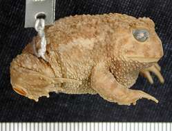 Image of American Ground Frog