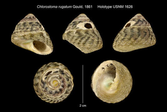 Image of <i>Chlorostoma rugatum</i> Gould