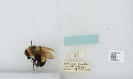 Слика од Bombus affinis Cresson 1864