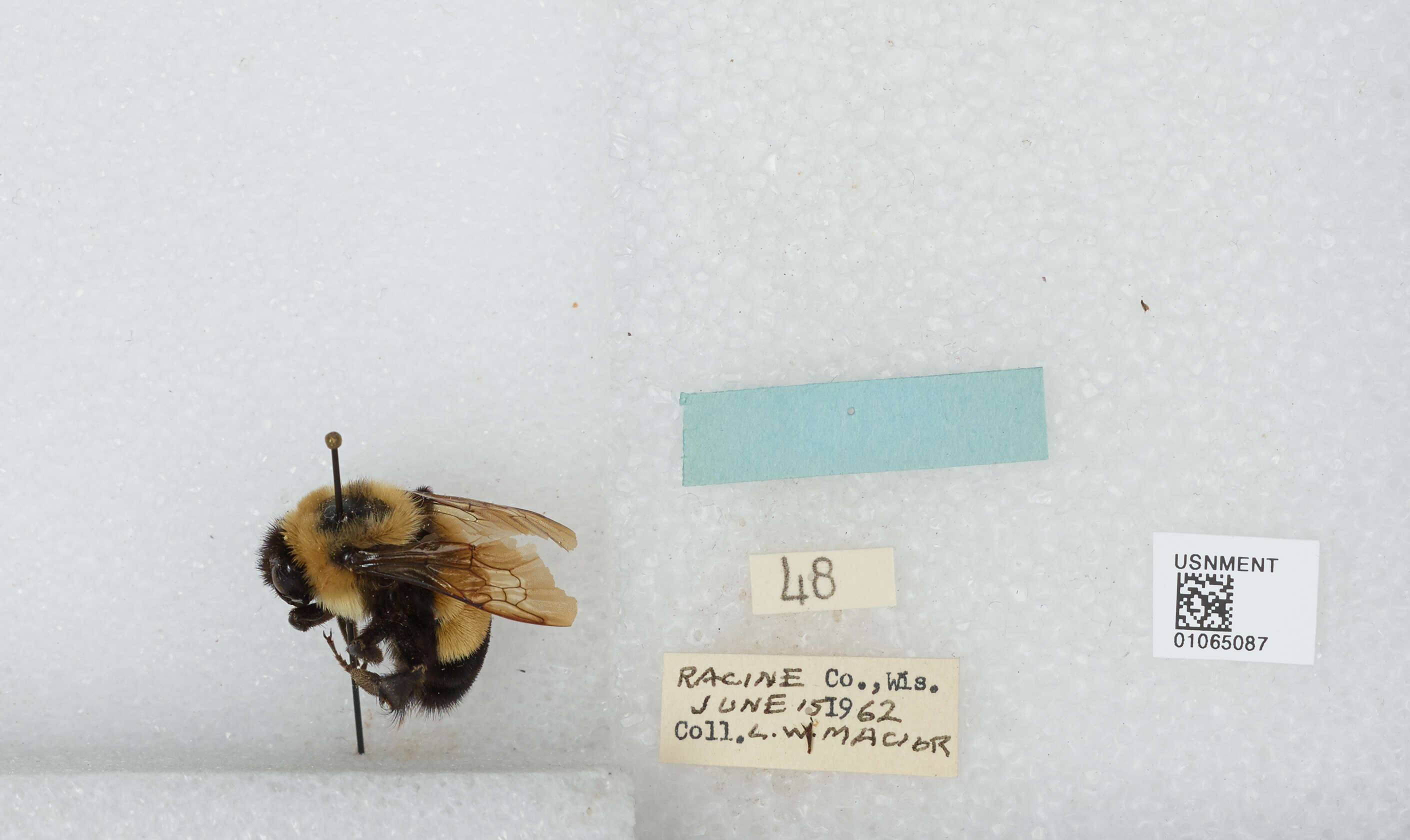 Слика од Bombus affinis Cresson 1864