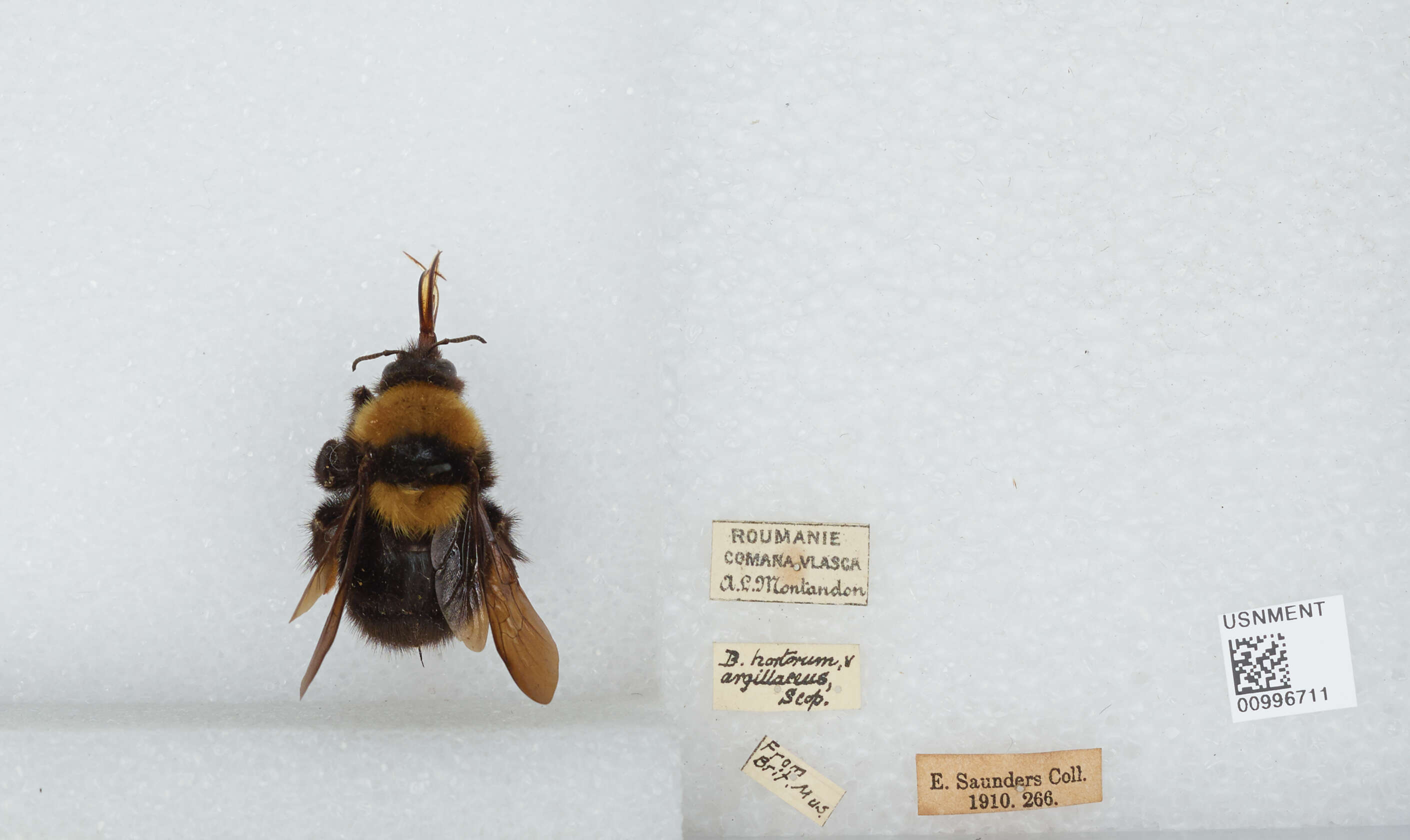 Слика од Bombus argillaceus (Scopoli 1763)