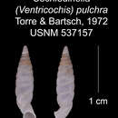 Imagem de Cochlodinella pulchra C. Torre & Bartsch 1972