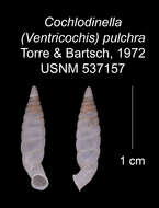 Imagem de Cochlodinella pulchra C. Torre & Bartsch 1972