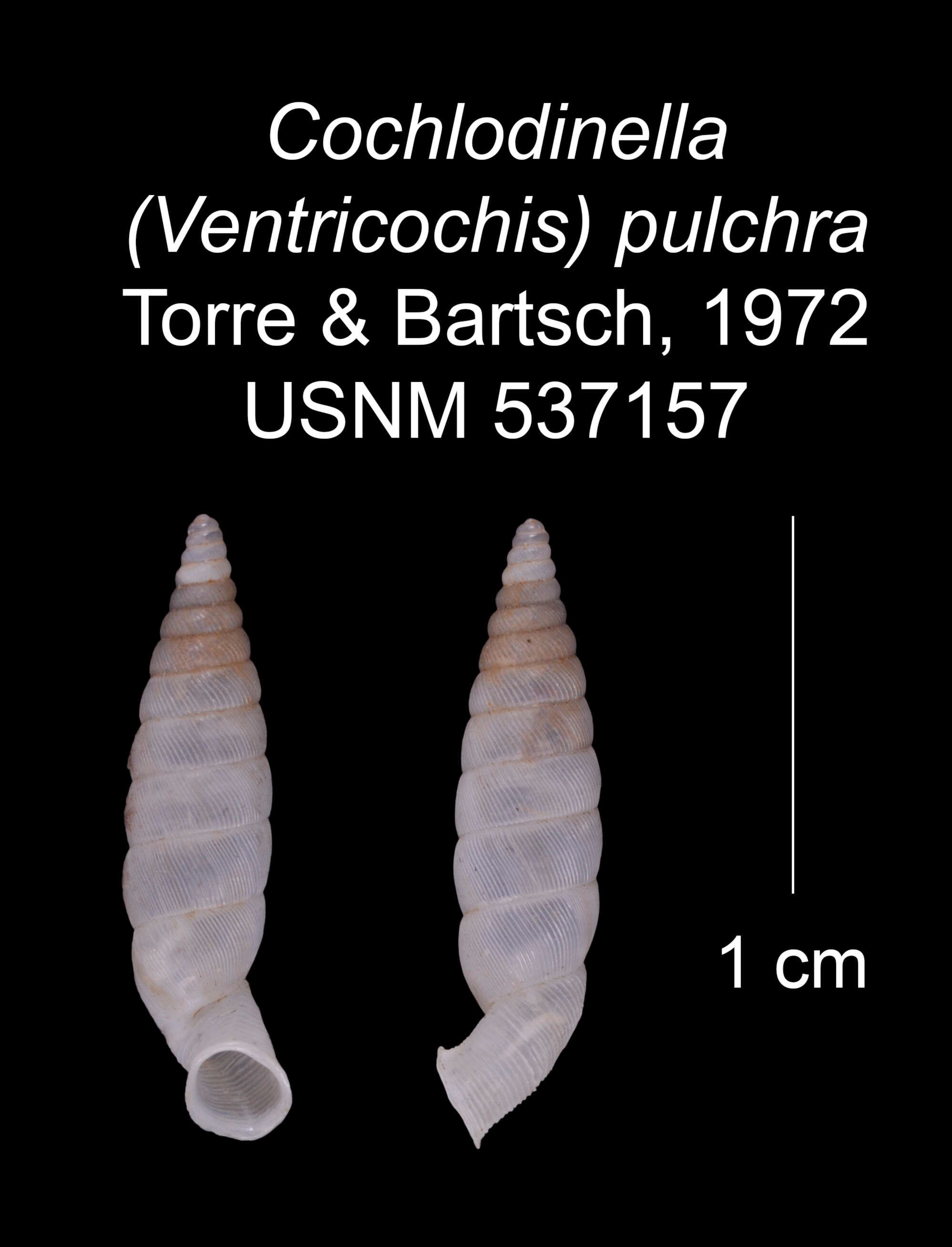 Imagem de Cochlodinella pulchra C. Torre & Bartsch 1972