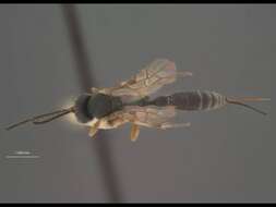 Image of Hastate Hide Beetles