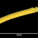 Image of Pallenopsis patagonica (Hoek 1881)