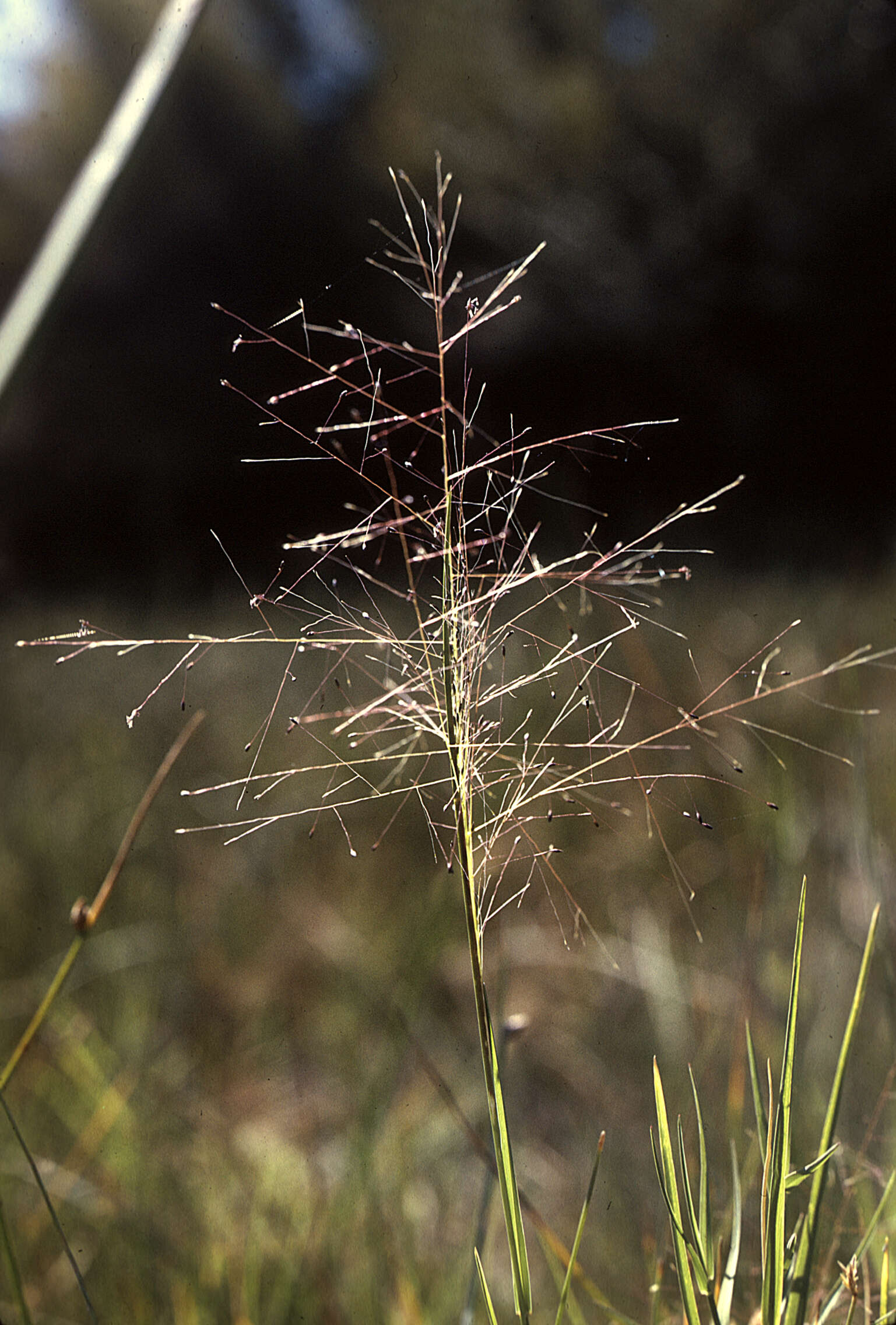 Imagem de Muhlenbergia asperifolia (Nees & Meyen ex Trin.) Parodi