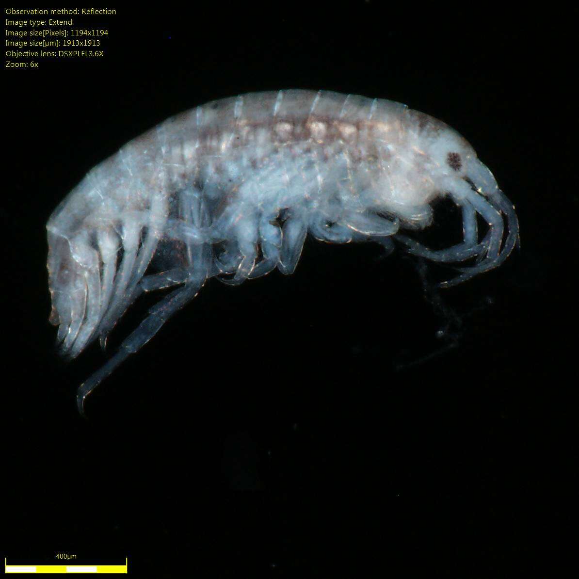 Image of Amphipoda